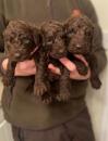Puppies for sale Greece, Athens Irish Water Spaniel