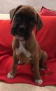 Puppies for sale Netherlands, Tilburg Boxer