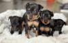 Puppies for sale Greece, Athens Miniature Pinscher
