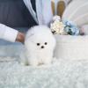 Dogs free United Kingdom, Aberdeen Pomeranian Spitz