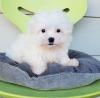 Puppies for sale Finland, Kotka Maltese