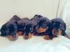 Puppies for sale Czech Republic, Prague Dachshund