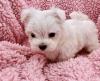 Puppies for sale Italy, Parma Maltese