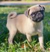 Puppies for sale Belgium, Gant Pug