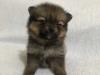Puppies for sale Italy, Milan Pomeranian Spitz
