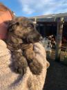 Puppies for sale Lithuania, Vilnius Irish Wolfhound