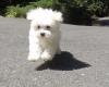 Puppies for sale Poland, Chorzow Maltese