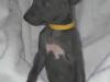 Puppies for sale Cyprus, Paphos Italian Greyhound