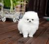 Puppies for sale Sweden, Stockholm Pomeranian Spitz