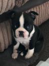Puppies for sale Finland, Helsinki Boston Terrier