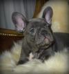 Puppies for sale Lithuania, Zarasai French Bulldog
