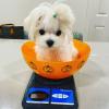 Puppies for sale Netherlands, Breda Maltese