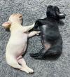 Puppies for sale Latvia, Riga French Bulldog