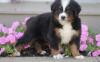 Puppies for sale Cyprus, Paphos Bernese Mountain Dog