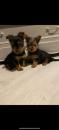 Puppies for sale Cyprus, Nicosia Yorkshire Terrier