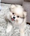 Puppies for sale Belgium, Antwerp Pomeranian Spitz