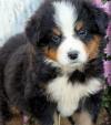 Puppies for sale Poland, Wroclaw Bernese Mountain Dog