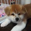 Puppies for sale Belgium, Gant Akita