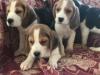 Puppies for sale Spain, Valencia Beagle