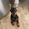Puppies for sale Hungary, Budapest Doberman
