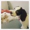 Puppies for sale Belgium, Gant Cocker Spaniel