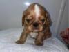 Puppies for sale Malta, Valletta King Charles Spaniel