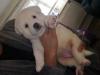 Puppies for sale Sweden, Norcheping Akita