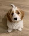 Puppies for sale Belgium, Gant , Cavapoo