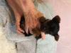 Puppies for sale Latvia, Riga Yorkshire Terrier
