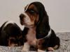 Puppies for sale Netherlands, Maastricht Basset Hound