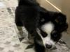 Puppies for sale Netherlands, Dordrecht , pomsky