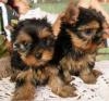 Puppies for sale Belgium, Bruges Yorkshire Terrier
