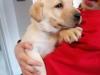 Puppies for sale Portugal, Faro Labrador