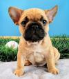 Puppies for sale Hungary, Budapest French Bulldog