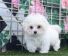 Puppies for sale Belgium, Bruges , Maltipoo