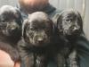 Puppies for sale Greece, Athens Golden Retriever