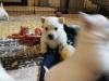 Puppies for sale Netherlands, Eindhoven West Highland White Terrier