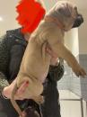 Puppies for sale Italy, Turin Bullmastiff