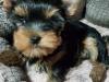 Puppies for sale Malta, Valletta Yorkshire Terrier