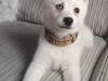 Puppies for sale Netherlands, Amsterdam , pomsky