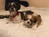 Puppies for sale Netherlands, Hurley Shih Tzu
