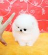 Puppies for sale Germany, Dortmund Pomeranian Spitz