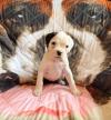 Puppies for sale Netherlands, NEC Boxer