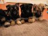 Puppies for sale Belgium, Brussels Chihuahua