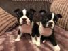 Puppies for sale Sweden, Stockholm Boston Terrier
