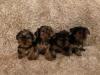 Puppies for sale Belgium, Antwerp Yorkshire Terrier