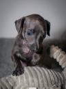 Puppies for sale Greece, Athens Italian Greyhound