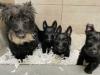 Puppies for sale Cyprus, Larnaca Scotch-terrier