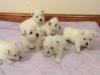 Puppies for sale Cyprus, Nicosia West Highland White Terrier