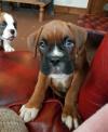 Puppies for sale Netherlands, Breda Boxer